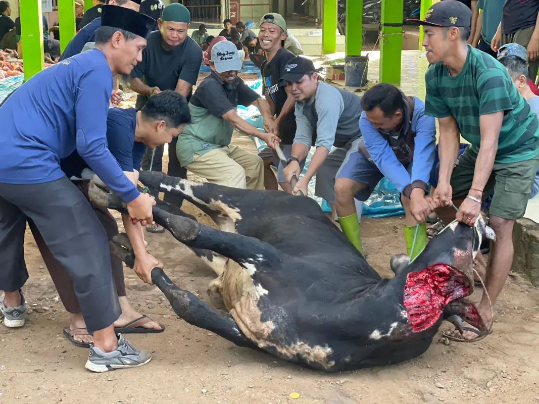 Ponpes Mutiara Umat Sidomulyo Gelar Penyembelihan Hewan Qurban, Tebar 1000 Hewan Hingga Pelosok Desa