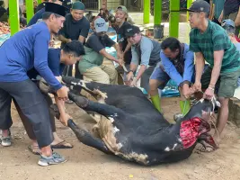 Ponpes Mutiara Umat Sidomulyo Gelar Penyembelihan Hewan Qurban, Tebar 1000 Hewan Hingga Pelosok Desa